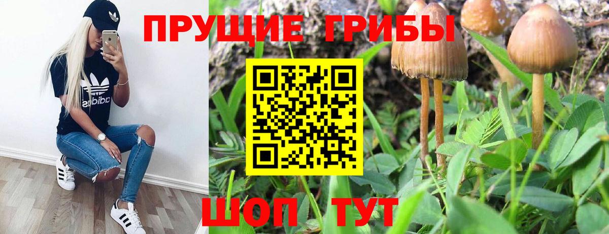 Губкинский  Псилоцибиновые грибы мицелий  Вход с VPN 
